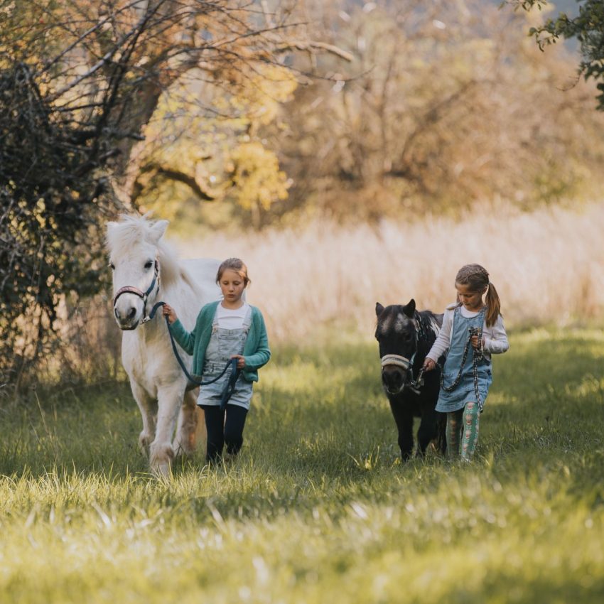 Ponyliebe