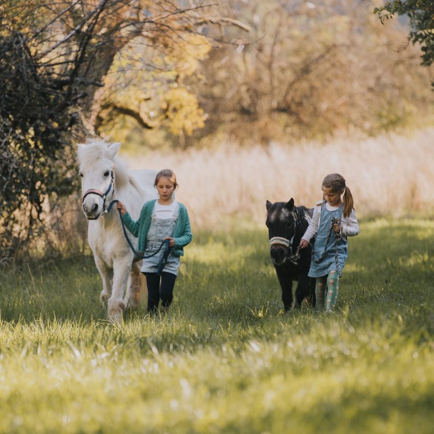 Ponyliebe